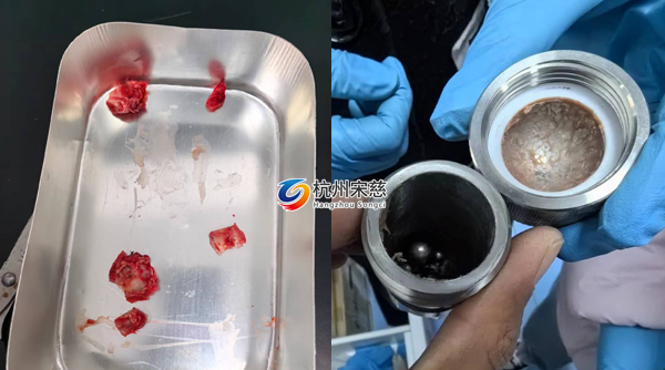 宋慈多樣品組織研磨儀顯神威|大鼠頭骨RNA提取輕松搞定！